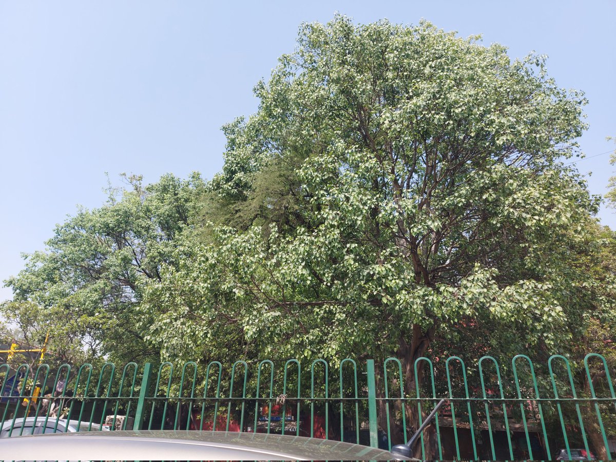 jha_yatendra's tweet photo. @taxmanhelp247 @HDFC_Bank @rajivtuli69 @ShouryArya @ArunAnandLive @mohitbehlTOI @karanldh8 @thebetterindia @BBCEarth @dhruman39 @anandmahindra What's exclusive about this tree please 🌳 #smarttree https://t.co/CGoab1gaPa