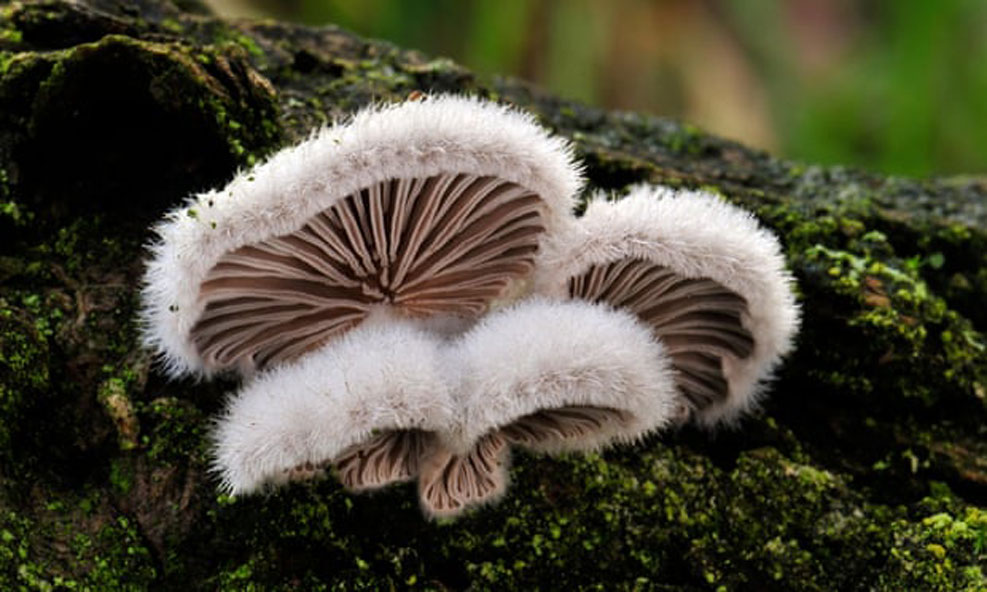 MOCannaHub's tweet photo. #Mushrooms communicate with each other; "Language": of #Fungi derived from their electrical spiking activity

Read more #OnMOCannaHub:
https://t.co/4Ovyg8ds0f

Download the #MOCannaHub App for #iPhone and #Android here: https://t.co/GBjjEqnHds

#CannabisSensibility #HappyFriday https://t.co/v8e1pPlvrk