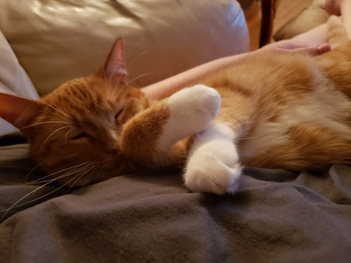 _Karana's tweet photo. @NWSStLouis My cat, Buck, loves to sleep the day away on a pillow next to a window where he watches the weather. 😊 https://t.co/tU1h8FrySt