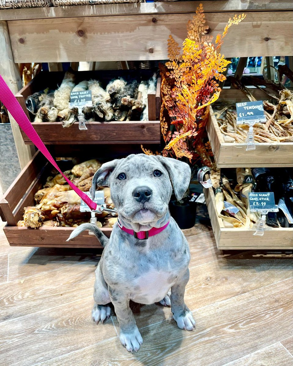 It's the weekend, treat yourself! 🐶🍖#leamingtonspa #warwickshire #petshop #natural #dogtreats #petfood #pets #justforpets #friyay #weekend #dogstagram