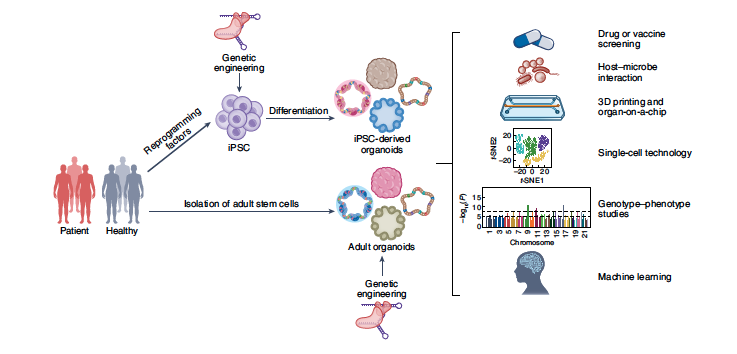 naturemethods's tweet photo. In their Perspective, @ChenShuibing and colleagues highlight organoid models and describe how methodological developments in this field have helped researchers study anti-viral host responses in a more physiological way.
https://t.co/zooR4q8JXt https://t.co/SP8t6InIwd