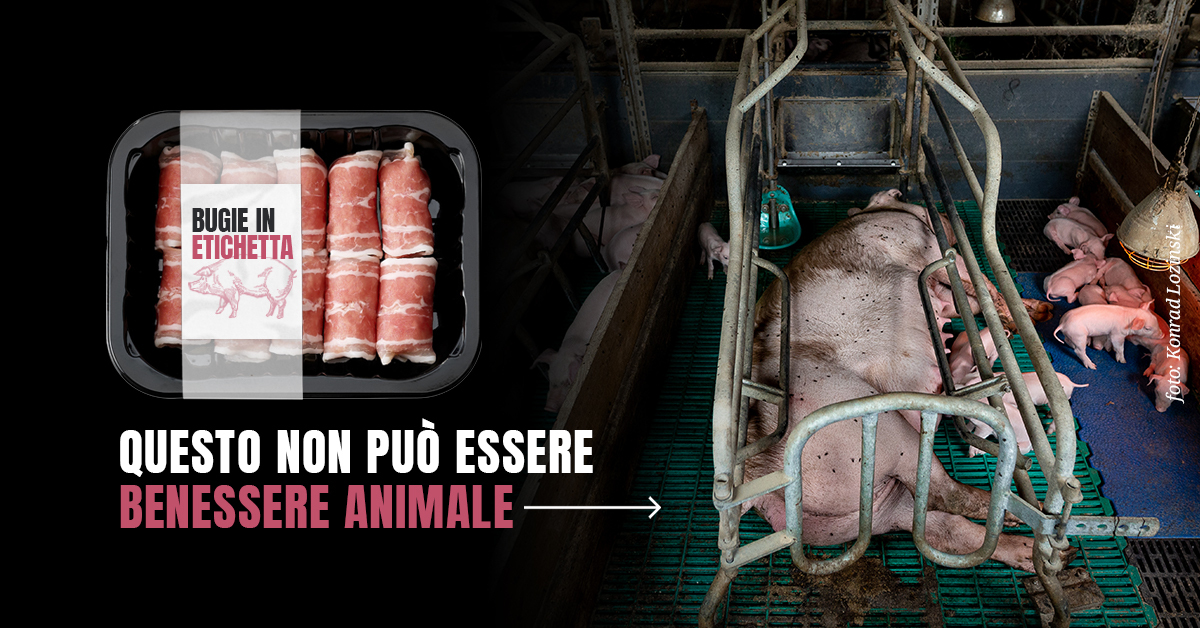 LAV_Italia's tweet photo. Ministro #Patuanelli @Mipaaf_: non approvi una certificazione che considera questo come benessere animale. Ci appelliamo a lei per fermare le #BugieInEtichetta https://t.co/D7BQcfKsUl