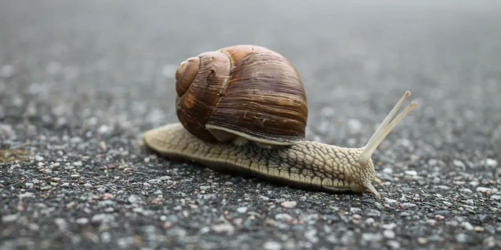 PHPdevsTV's tweet image. &quot;5 ways to optimize your eloquent queries&quot; by @cosmeescobedo

buff.ly/3je3Y7l
