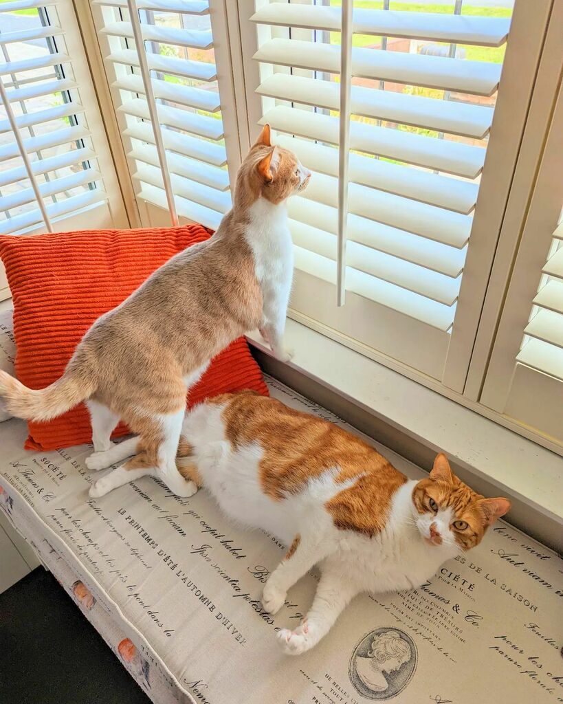 ArchieAndScout's tweet photo. The Boys watching over the neighbourhood
.
.
.
.
.
.
#cats #catsofinstagram #catstagram #instagram #catlovers #catlover #catlife #instacat #kittens #kitten #kitty #catoftheday #cute #pet #animals #petsofinstagram #adoptdontshop #kittensofinstagram #cutecats  #kittensoftwitte… https://t.co/YotDbyboPN