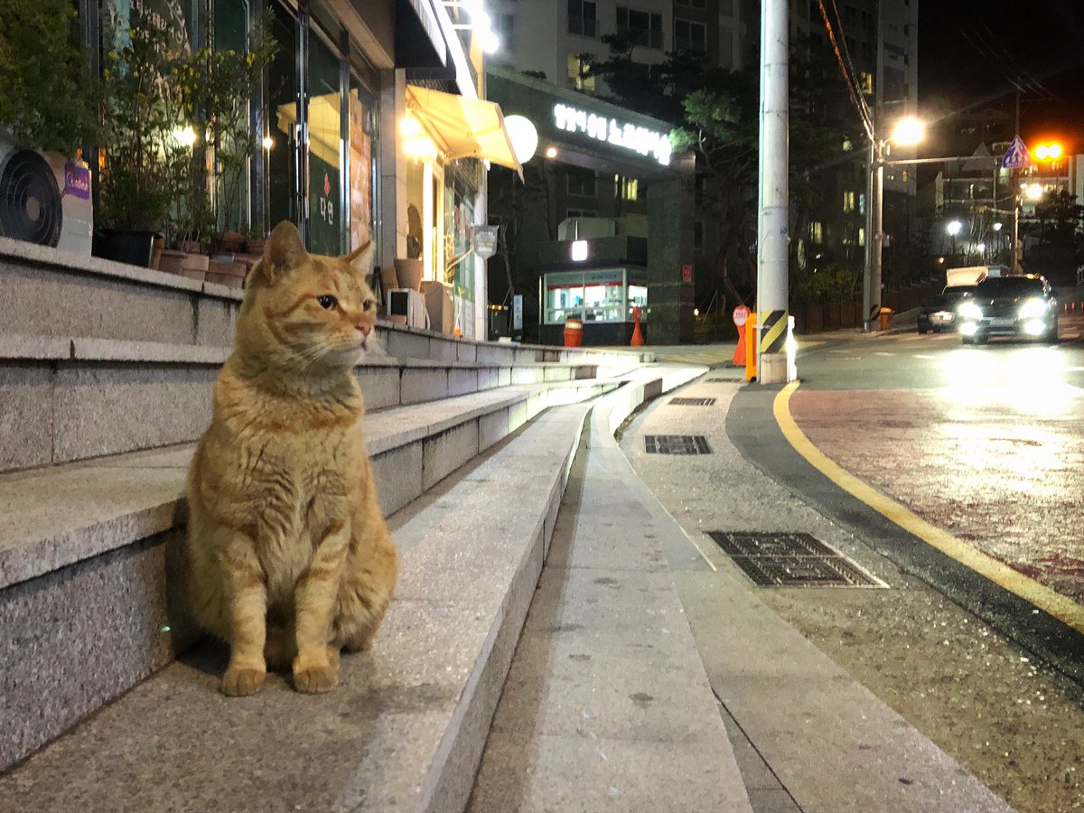 ywyoo's tweet photo. 묘생은 짧지만
머~얼리, 긴 호흡으로 🐈

_
#고양이발자국
#길고양이 #공존 #냥스타그램 #부산 #해운대 #달맞이 #달맞이길 #부산여행 #길고양이급식소 #고나 https://t.co/wYNyUP7dEJ