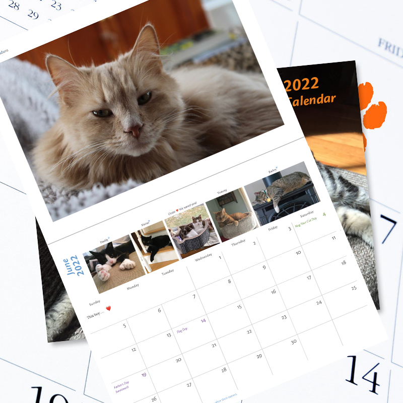 MRFRScats's tweet photo. CALLING ALL CATS for the 2023 MRFRS #Cat Calendar! 😸 📣 Full-page month photos and small “snapshot” photos are available now with an early bird discount! For photo submission, payment info. and the fine print, visit https://t.co/DoszSTq93A. https://t.co/q5oSzwvj4f