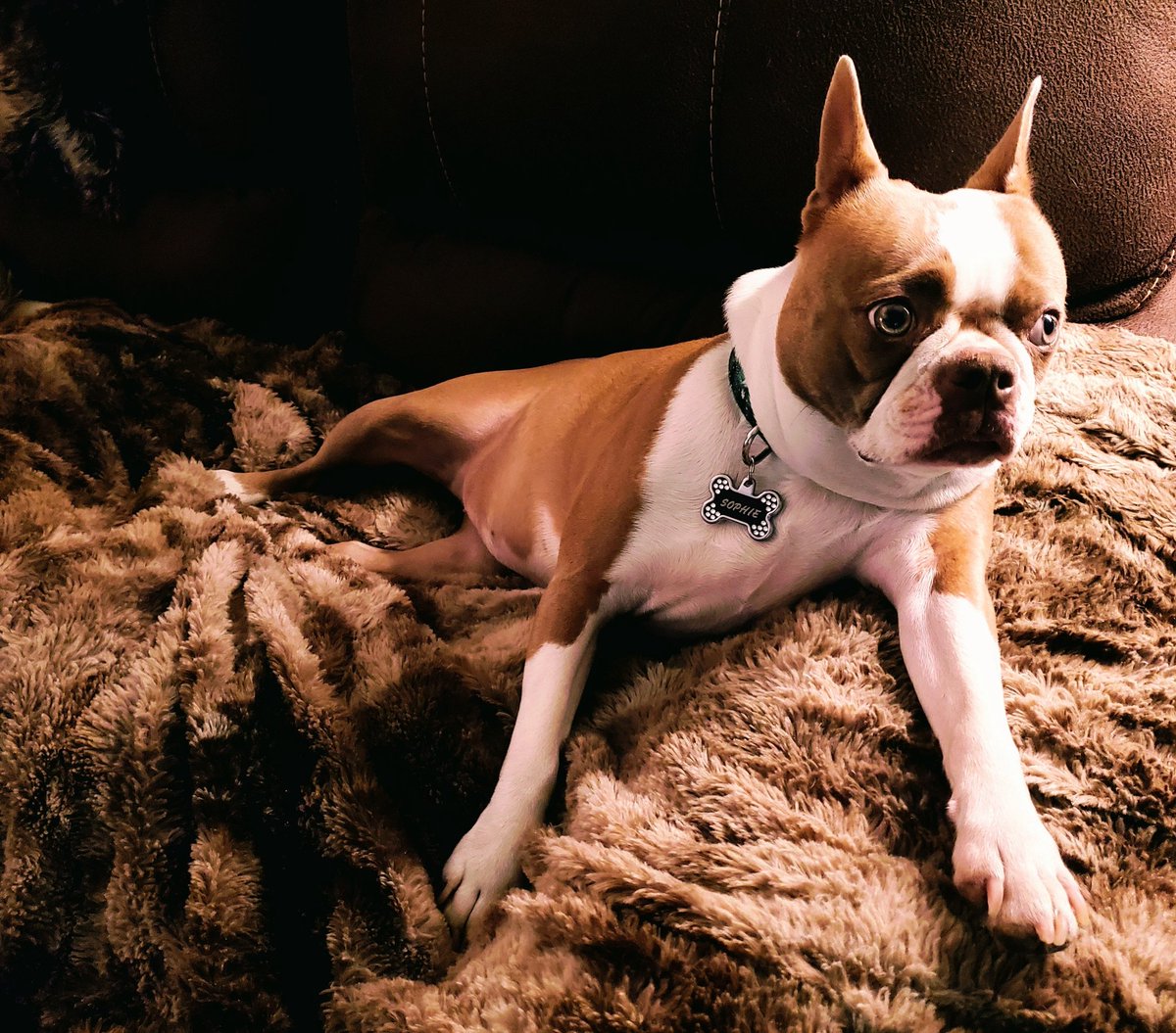 MsSnarky's tweet photo. Such a ruff life...

#GratuitousPuppyPic 
#BostonTerrier https://t.co/GAPrINA2hc