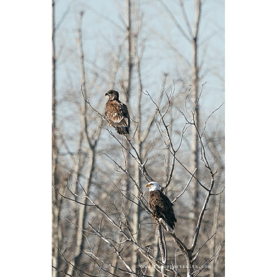 tracyportraits's tweet photo. Bald Eagle 
#eagles #baldeagle
#tracyportraits  #LandofLivingSkies #OurNature @weatherchannel #YourSask #cbcsklens #exploresask  #ThePhotoHour #sharecangeo  #prairiesnorth #ShareYourWeather #exploreSaskPrairie  #natgeoyourshot https://t.co/LzaFdnLqiR