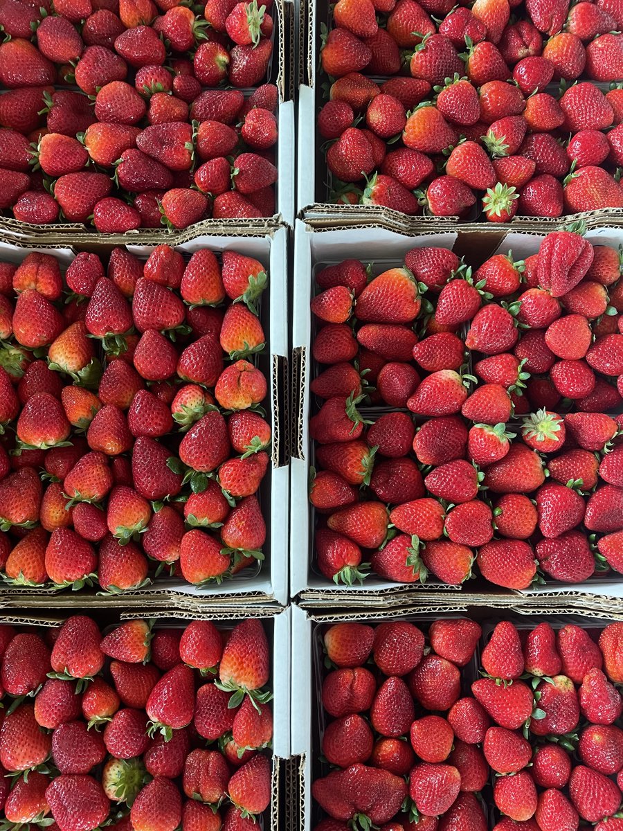 SCDAgriculture's tweet photo. Our Midlands Plant and Flower Festival continues through Sunday at the State Farmers Market! Come see us at 3483 Charleston Hwy in West Columbia. Free parking and admission. https://t.co/sJbQMBUTT4