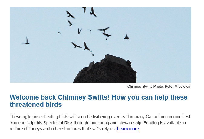 BirdsCanada_ON's tweet photo. Welcome back Chimney Swifts! How you can help these threatened birds 
These agile, insect-eating birds will soon be twittering overhead in many Canadian communities! You can help this Species at Risk through monitoring and stewardship. Learn more.
https://t.co/Iy55kosPO9 https://t.co/UswtvNWapd