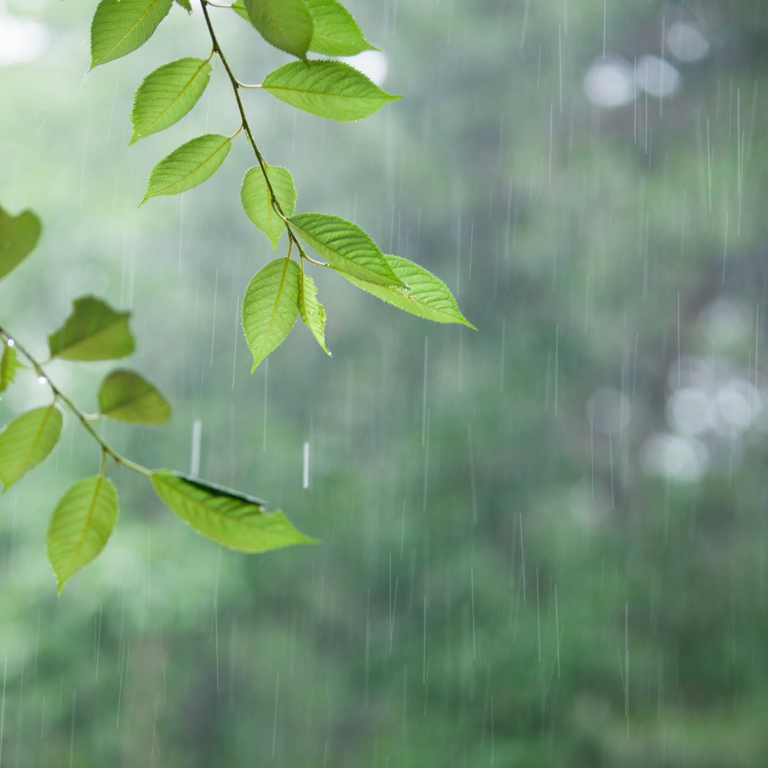 scentforgood's tweet photo. Smelling #AprilShowers ☔️

The fresh earthy #scent that fills the air when it rains represents new life, healing, and joyful memories of our childhood.

This month, let’s dance in the rain, breathe in the beautiful smell &amp; feel gratitude for our one true home, Mother Earth. https://t.co/kBJ8ivkFh7