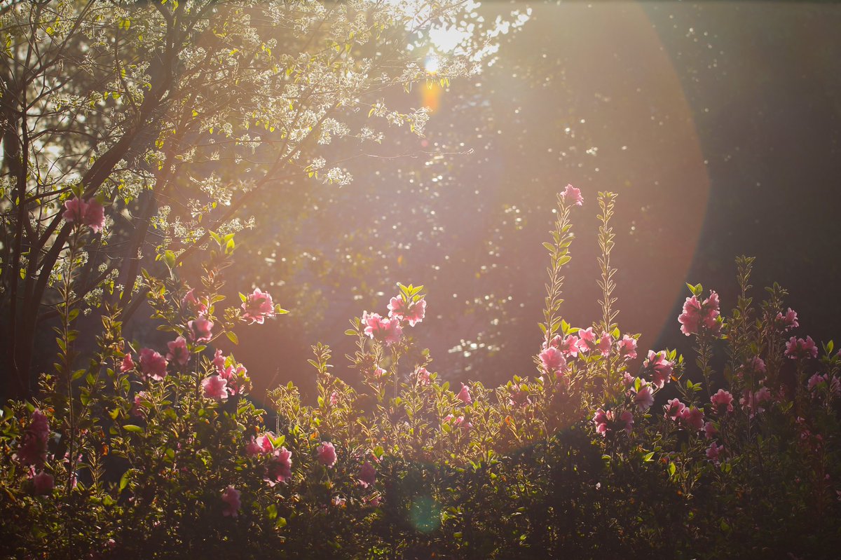 GeorgiaTech's tweet photo. The azalea bloom in Georgia is masterful this weekend 🌸⛳️😉 #Masters2022 https://t.co/aAjCouGxOC