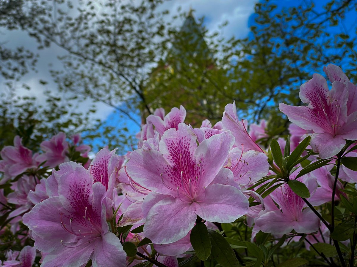 GeorgiaTech's tweet photo. The azalea bloom in Georgia is masterful this weekend 🌸⛳️😉 #Masters2022 https://t.co/aAjCouGxOC