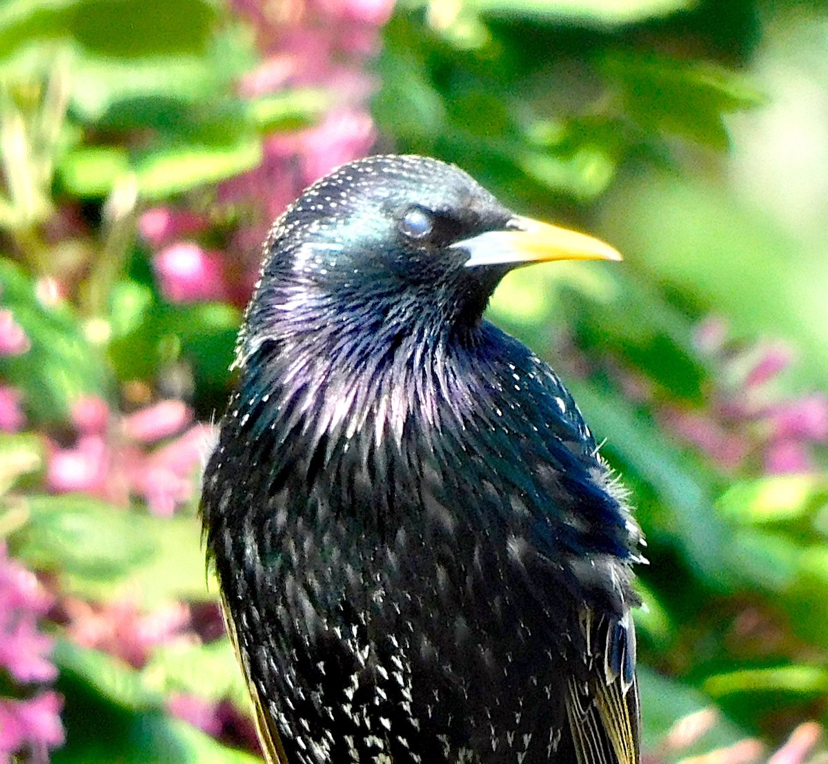 manhamonster's tweet photo. Starling today. They scare me to be honest. Seem brutal birds in a group and look at that beak ππ
but they do photograph well π
#birdwatching
#MoreBirdsLessPolitics
#April
#starling https://t.co/LR0rn3k0Hh