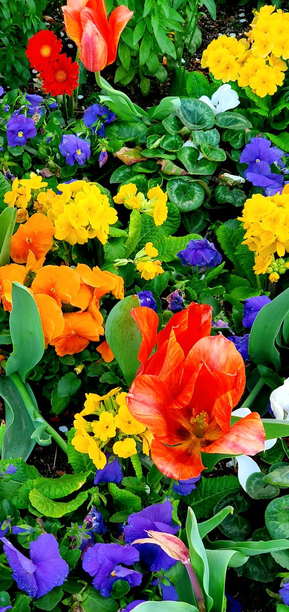 coastpac2's tweet image. #Flowers #nature #NatureBeauty #colors #tulip #photo #photography