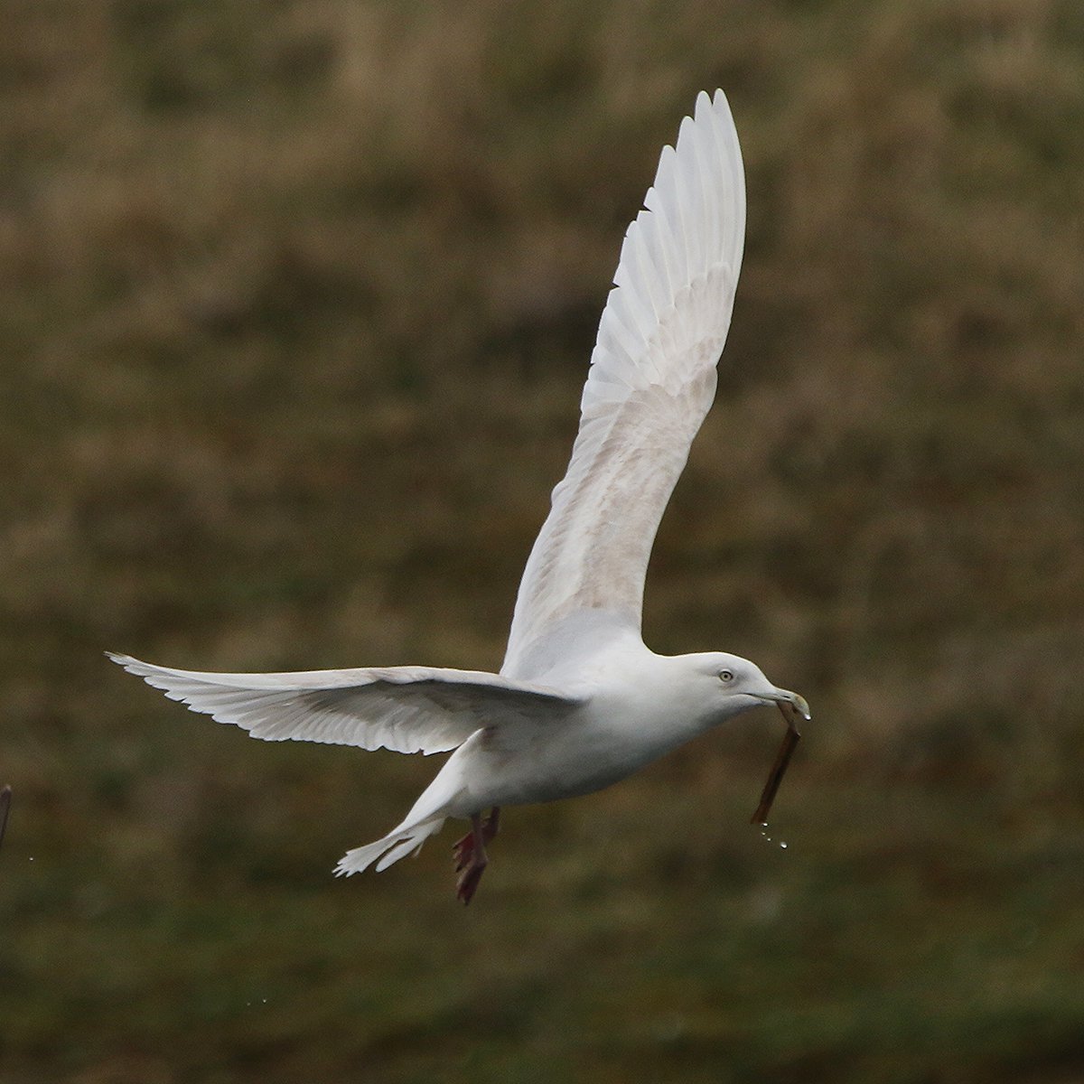michael00771491's tweet photo. The Iceland Gull that has been doing the round's locally was at Rainton Meadow's again this afternoon showing well occasionally but spent most of the time asleep on the island @DurhamBirdClub #birding #birdphotography #TwitterNatureCommunity #BirdsSeenIn2022 https://t.co/sDM4SVdSoq