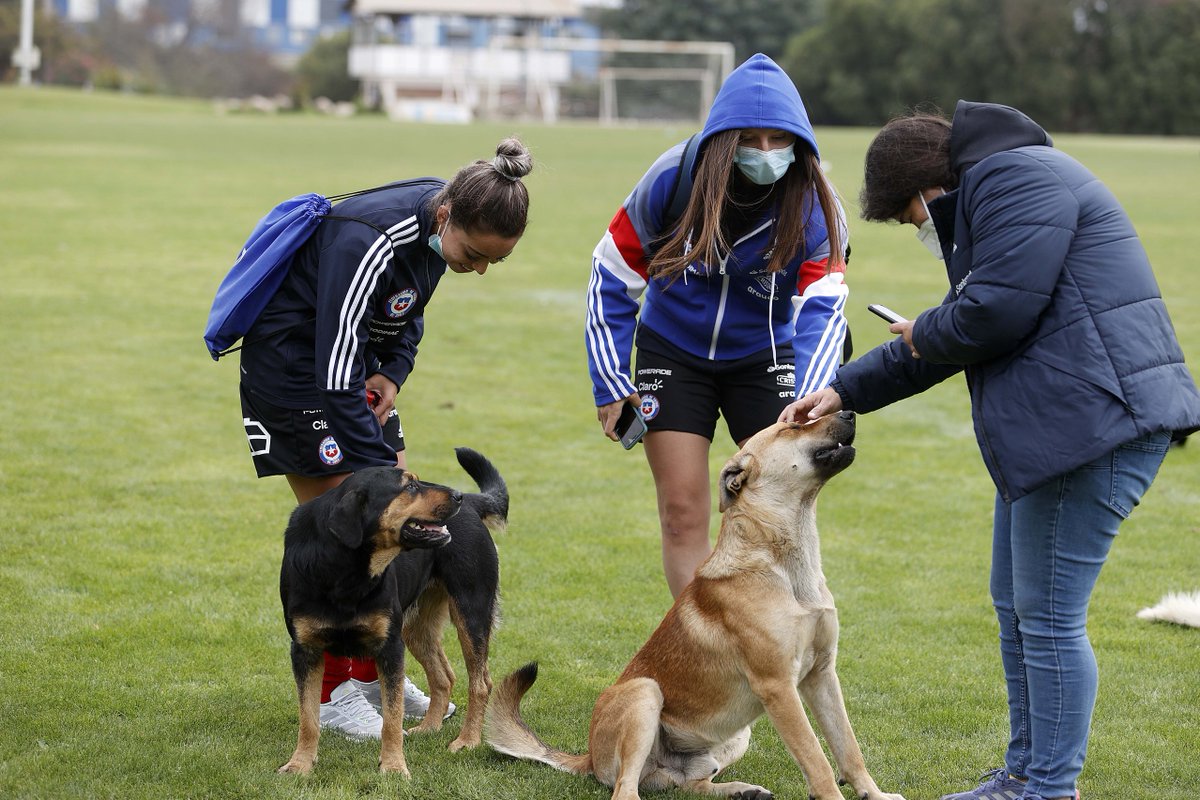 LaRoja's tweet photo. 🇨🇱😍 Que no se diga que #LaRojaFemeninaSub20 no aperra... 🤪🐕

🐶💖 Unas muy cariñosas visitas tuvimos en la previa del segundo partido por el Sudamericano ante Perú. 

Puras energías positivas para hoy 💪❤️

📸 Carlos Parra https://t.co/Uy8Kw2OiNA