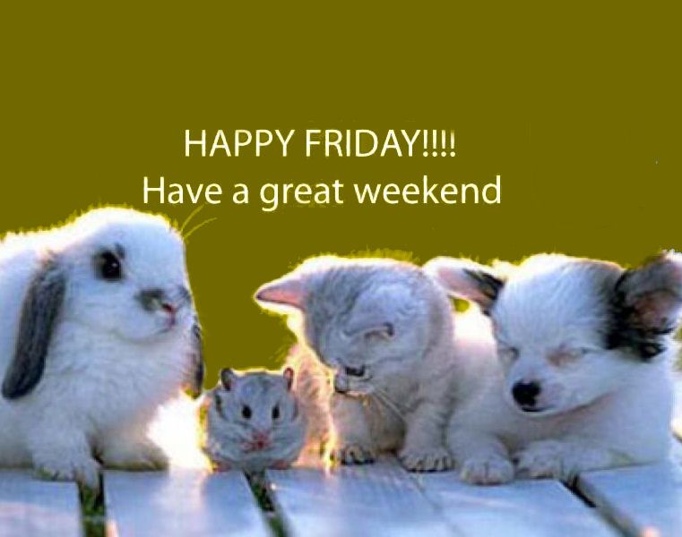 Its Friday....wishing you all a great w/e #weekend #weekendvibes #haywardsheath #lindfield #cuckfield #burgesshill #midsussex #sussex #westsussex #vet #vetslife