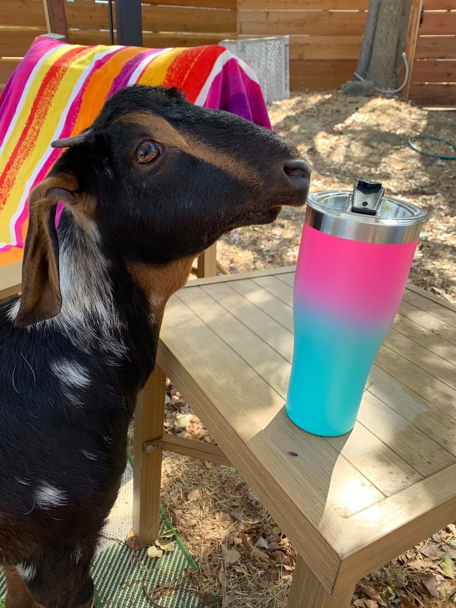 CFA_United's tweet photo. The temperatures are rising, don't forget to hydrate folks!
CFA member @ChicoSexProf precious goat Helen totally understood the assignment! #PetsofCFA #CaliforniaHeat #FossilFreeCA #HelentheGoat #GOAT https://t.co/Sq7hNQ9J7a