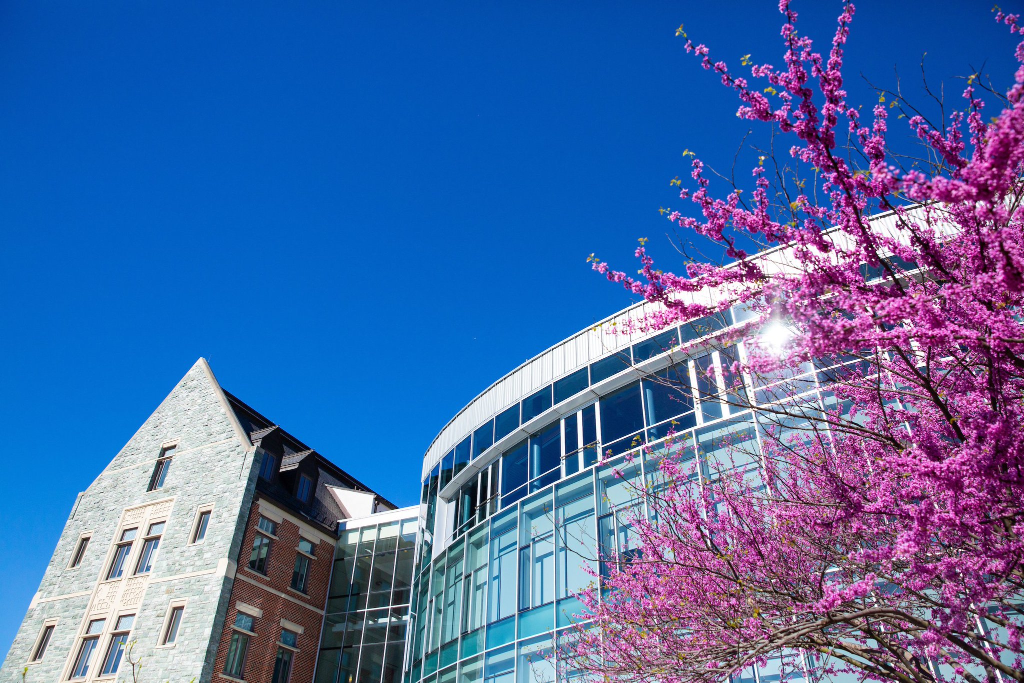 georgetown-university-on-twitter-spring-blooms-on-the-hilltop-https-t-co-rfmrxko8vi-twitter