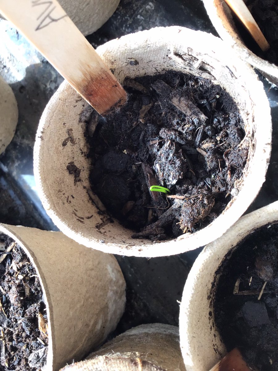 K9_is_my_puppy's tweet photo. Our leeks have started to sprout, they are tiny now but watch them grow.
#MDGrowing #Biggrow @giyireland @innocent https://t.co/0RSSrY7qmy