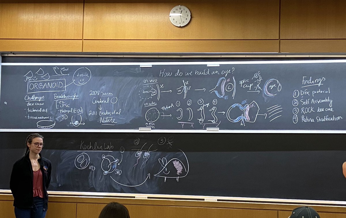 I gave my first ever chalk talk presentation a couple days ago all about organoids! It was more fun than I expected to draw all the diagrams on the chalkboard