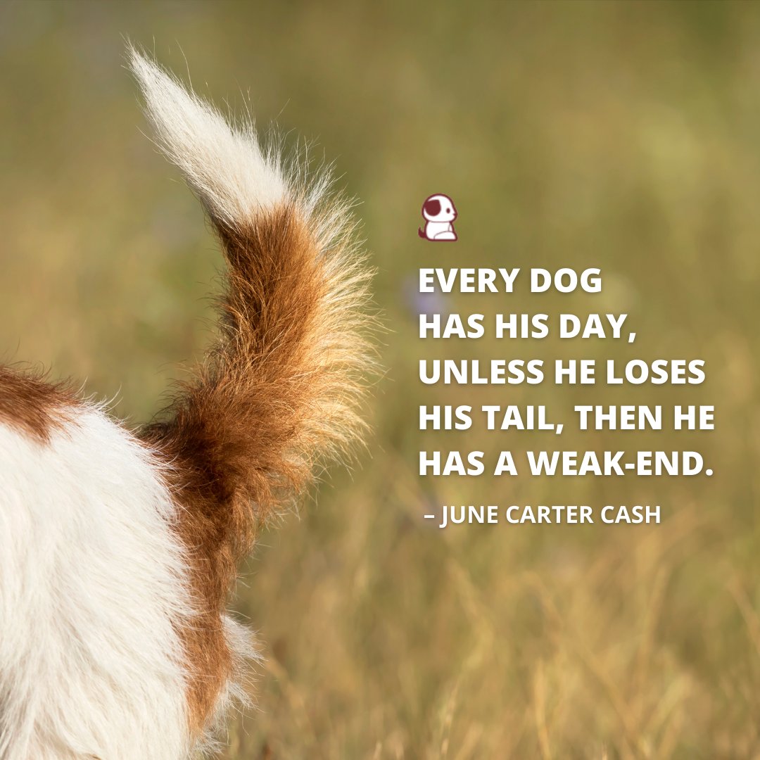 OurPooches's tweet photo. It's the weekend!
#ourpooches #instapets #ilovepets #appreciatelife #taketimeforyou https://t.co/f8AUtIJ8Nm