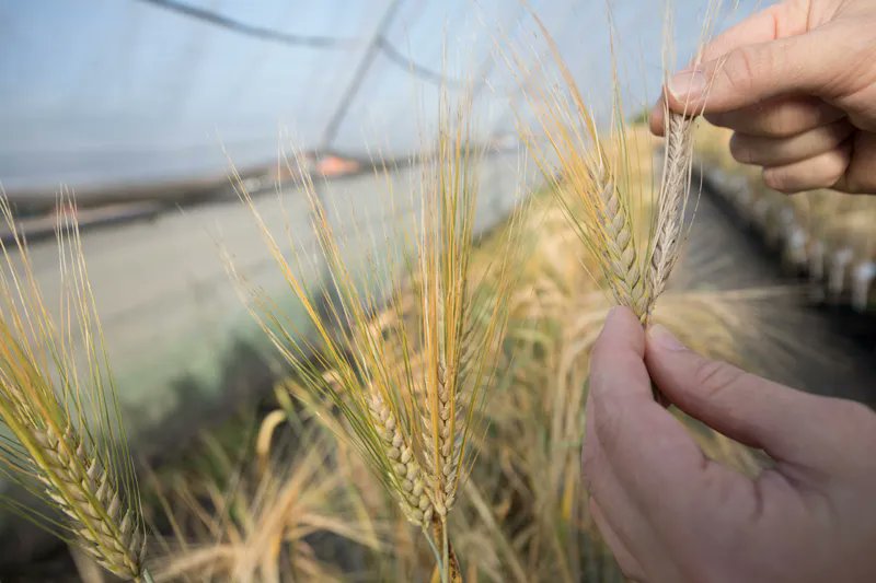 UoDLifeSciences's tweet image. Pls RT: @EastbioDTP project @dundeeuni open for #PhD applications
Your Best Face Forward – how cereals regulate their epidermal surfaces.
With Sarah McKim @Hemsley_Lab 
buff.ly/3uQgizY
Deadline: 29 April 2022
#cellbio #developmentalbio #plants #genetics #molecularbio