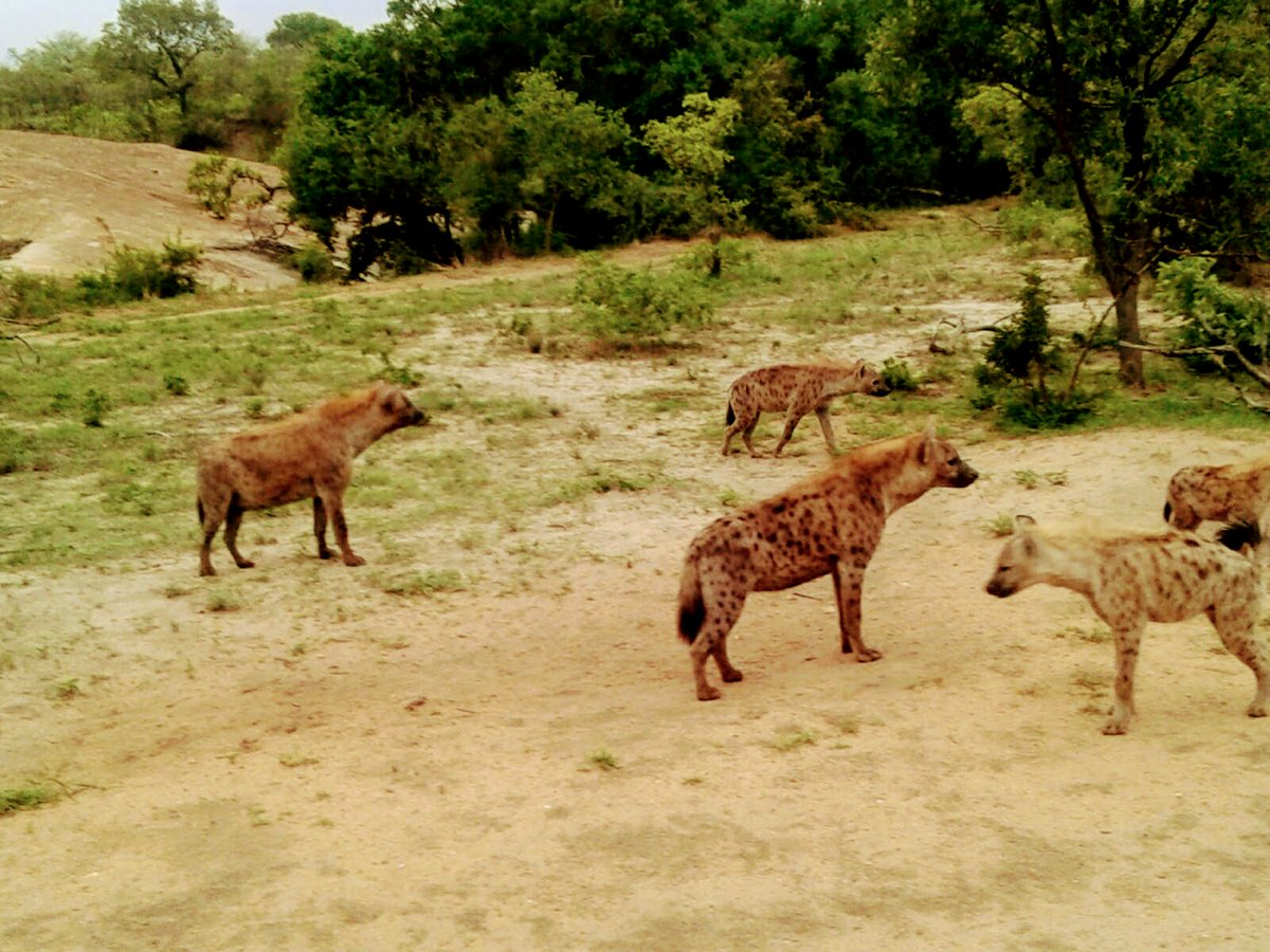 Easter Special, Kruger Safari R550.00 per person
#Easter #travelblogs
