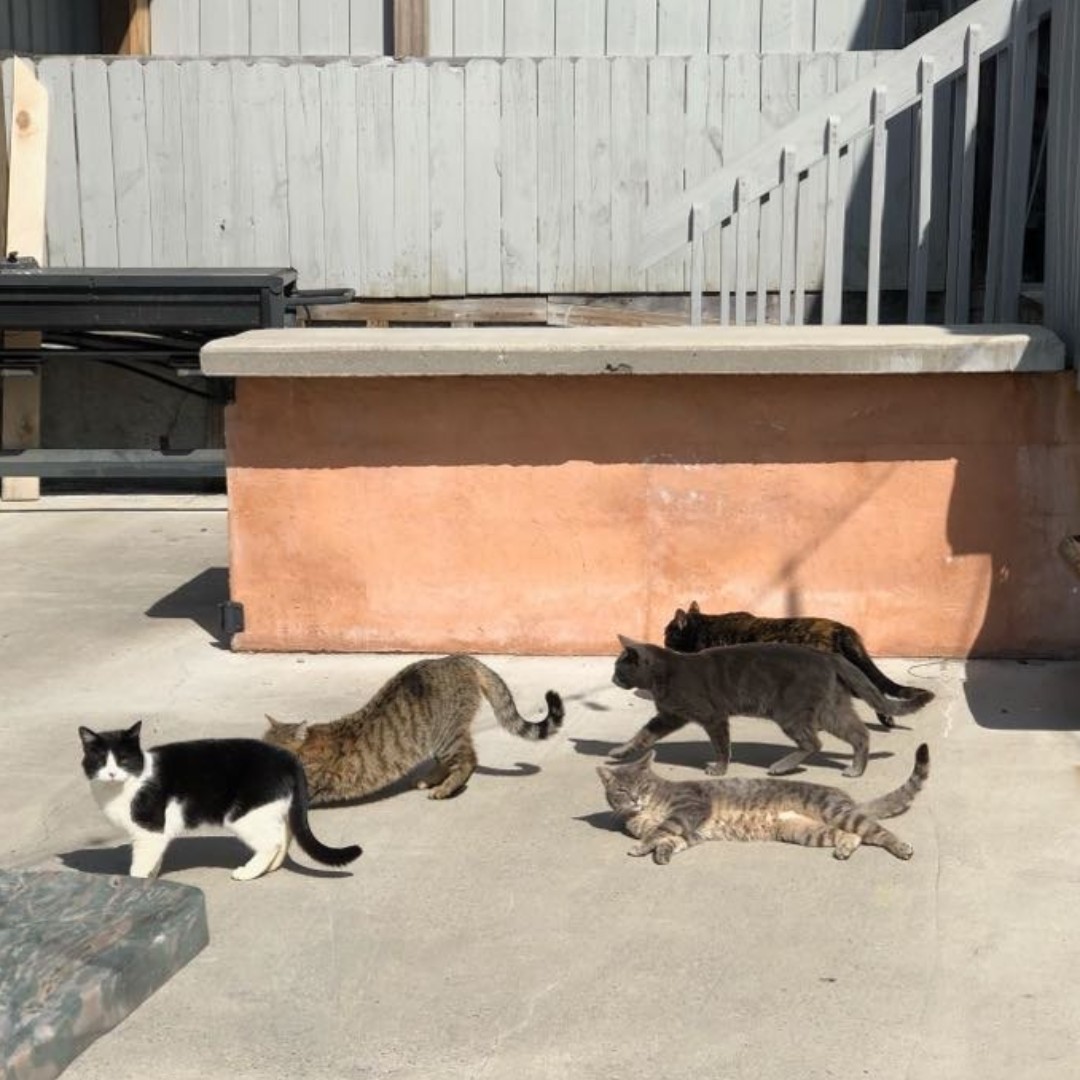 BeliveauFarm's tweet photo. It's been a while since we've shared the whole gang. They are certainly enjoying the sunshine, and we are grateful to be greeted by these fuzzy faces every morning as they scream for their breakfast. #catsontap #beliveaufarm #gotomontva #blueridgeday https://t.co/NppRB6aJk8