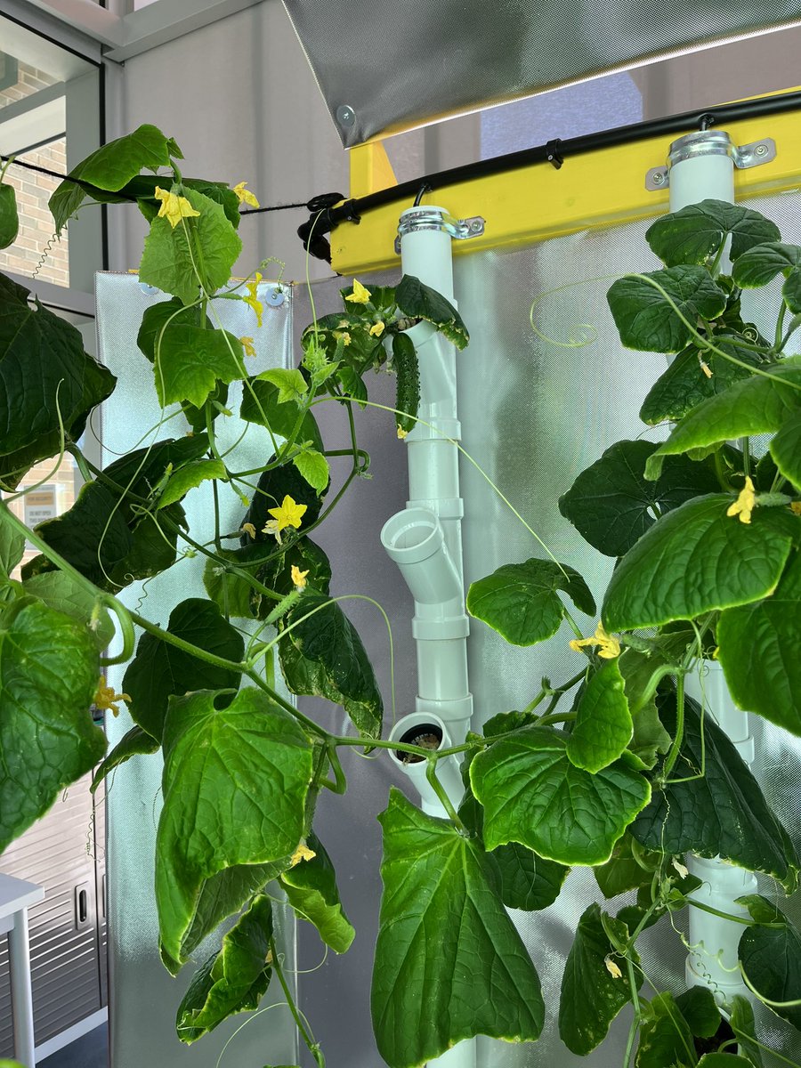 Look at those cucumbers grow! <a href="/DiscoveryAPS/">Discovery APS</a> #hydroponicgarden