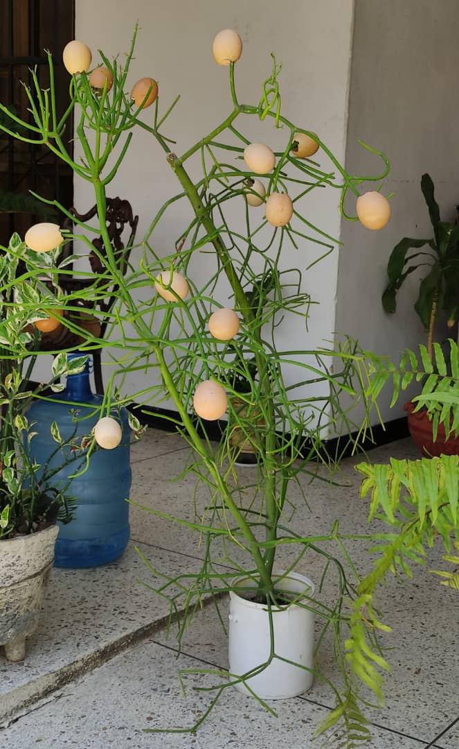 Cuando pensaba que ya lo había visto todo en esta vida, resulta que me encuentro con que hay matas de 🥚🥚🥚🥚🥚🤭🤭🤭