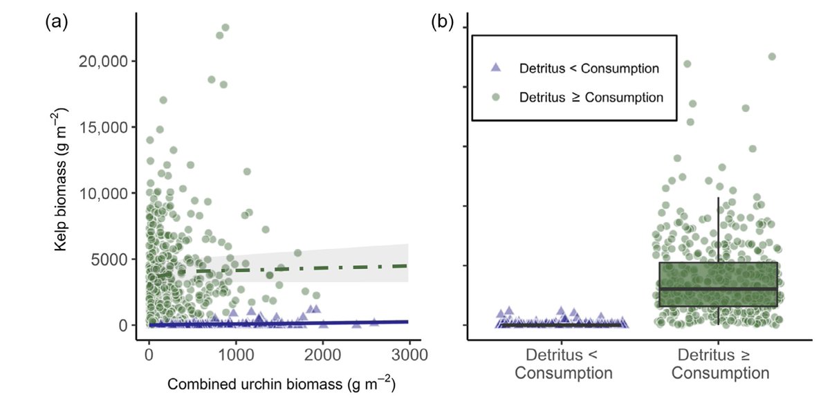 Adrian Stier (@adrianstier) on Twitter photo When and where do urchins cause kelp forest collapse? Our new paper shows that the balance between urchin herbivory and detrital supply is key! Please share!
Congrats 2 leads <a href="/MaeRennick/">Mae Rennick</a> & <a href="/BartDifiore/">Bart DiFiore</a> on a fantastic paper in <a href="/ESAEcology/">Ecology</a>
esajournals.onlinelibrary.wiley.com/doi/full/10.10… When and where do urchins cause kelp forest collapse? Our new paper shows that the balance between urchin herbivory and detrital supply is key! Please share!
Congrats 2 leads <a href="/MaeRennick/">Mae Rennick</a> & <a href="/BartDifiore/">Bart DiFiore</a> on a fantastic paper in <a href="/ESAEcology/">Ecology</a>
esajournals.onlinelibrary.wiley.com/doi/full/10.10…