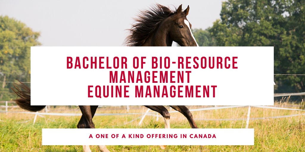 The BBRM program is Canada's first degree program to offer specialization in #equine management! 🐴

Students can take this major as entry into the field of #veterinary medicine, or leadership roles in the industry. 👨‍⚕️💼 @EquineGuelph <a href="/UofGuelphOAC/">Ontario Agricultural College</a>

More: bit.ly/3D2th5i