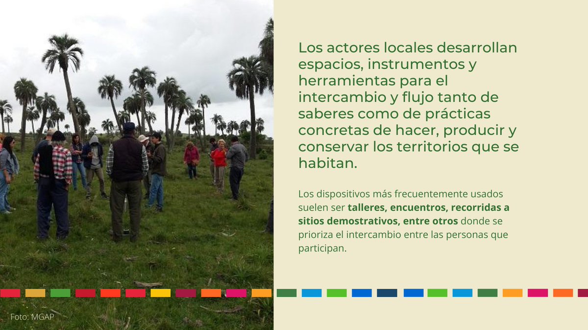 PNUDUruguay's tweet photo. El proyecto #ECCOSUR trabajó en el rescate de saberes locales para identificar buenas prácticas y acciones de las organizaciones en territorio, que apoyen y complementen las políticas públicas en temas ambientales. 
Más información 👉 https://t.co/msjjD9h4bc https://t.co/X0zlfLxajD
