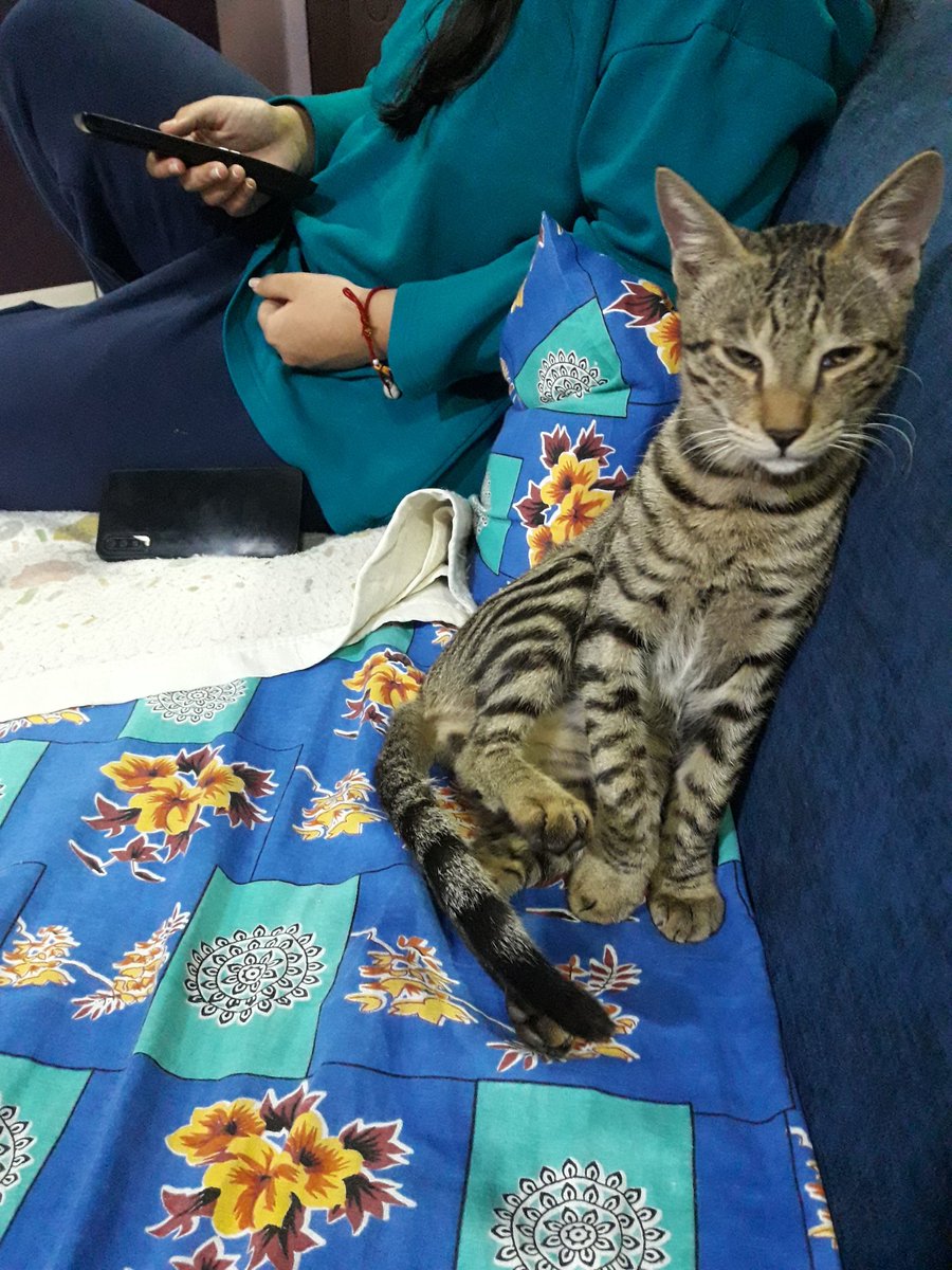HetangiN's tweet photo. My cat which isn't #pet but she is #stray cat i have given her full #independence to rom anywhere in the house & outside as well i provide her special cat food & milk she sometimes sleeps with me on the bed she is more than pet cats for me she is my #familymember https://t.co/yylZcvsdCH