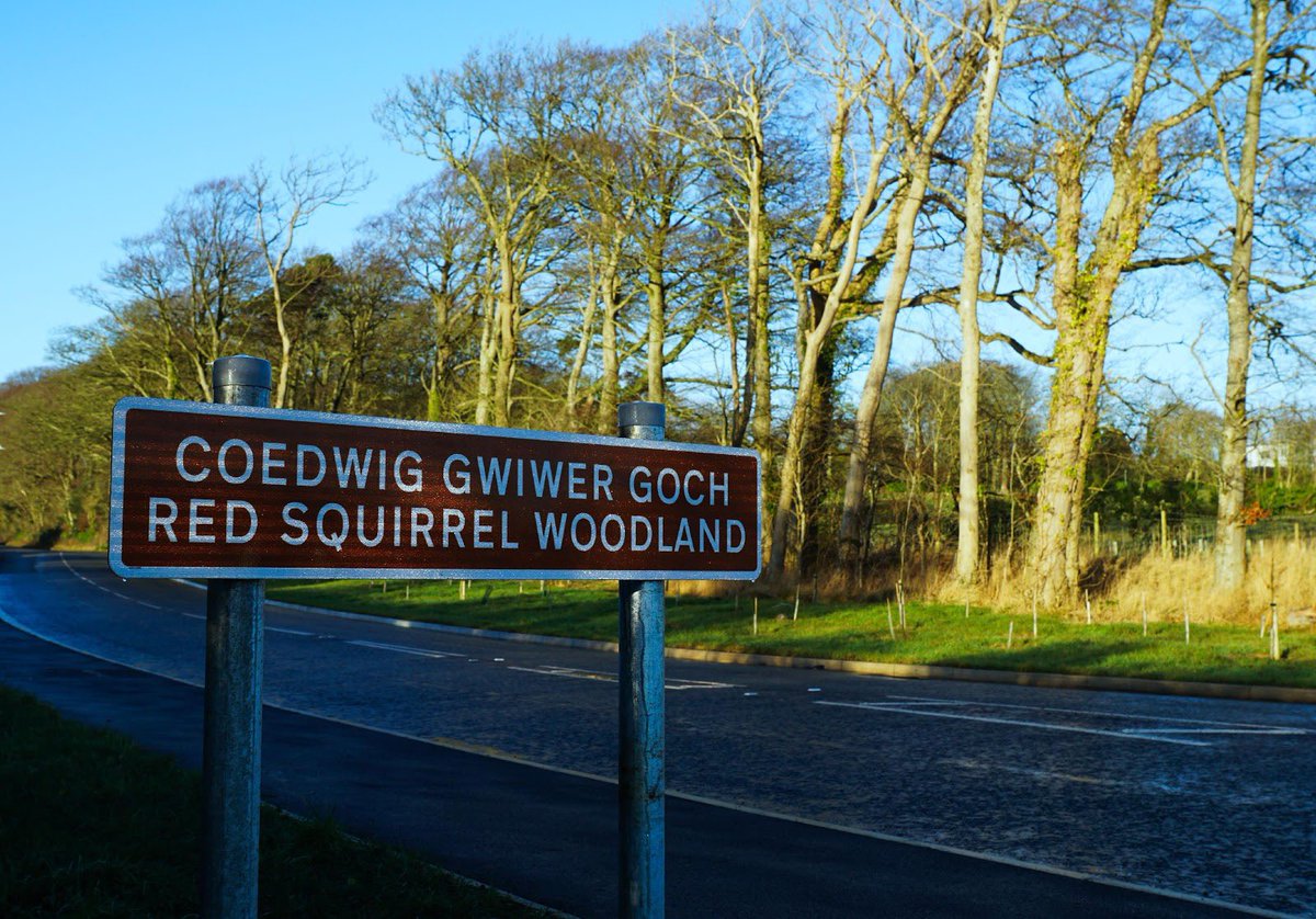 smdavies1983's tweet photo. @Welshsquirrels @PenrhosSave @RedSquirrelsinW @llinos_medi @cyngormon Might be worth contacting @TrafficWalesN . We’re you involved with these signs @Welshsquirrels? https://t.co/MY6xV8ze5b Think they were put up in 2018 in Llangefni, Llanellian, Brynrefail/Llanallgo and Bethel/Capel Mawr. https://t.co/TRbcG10iKg
