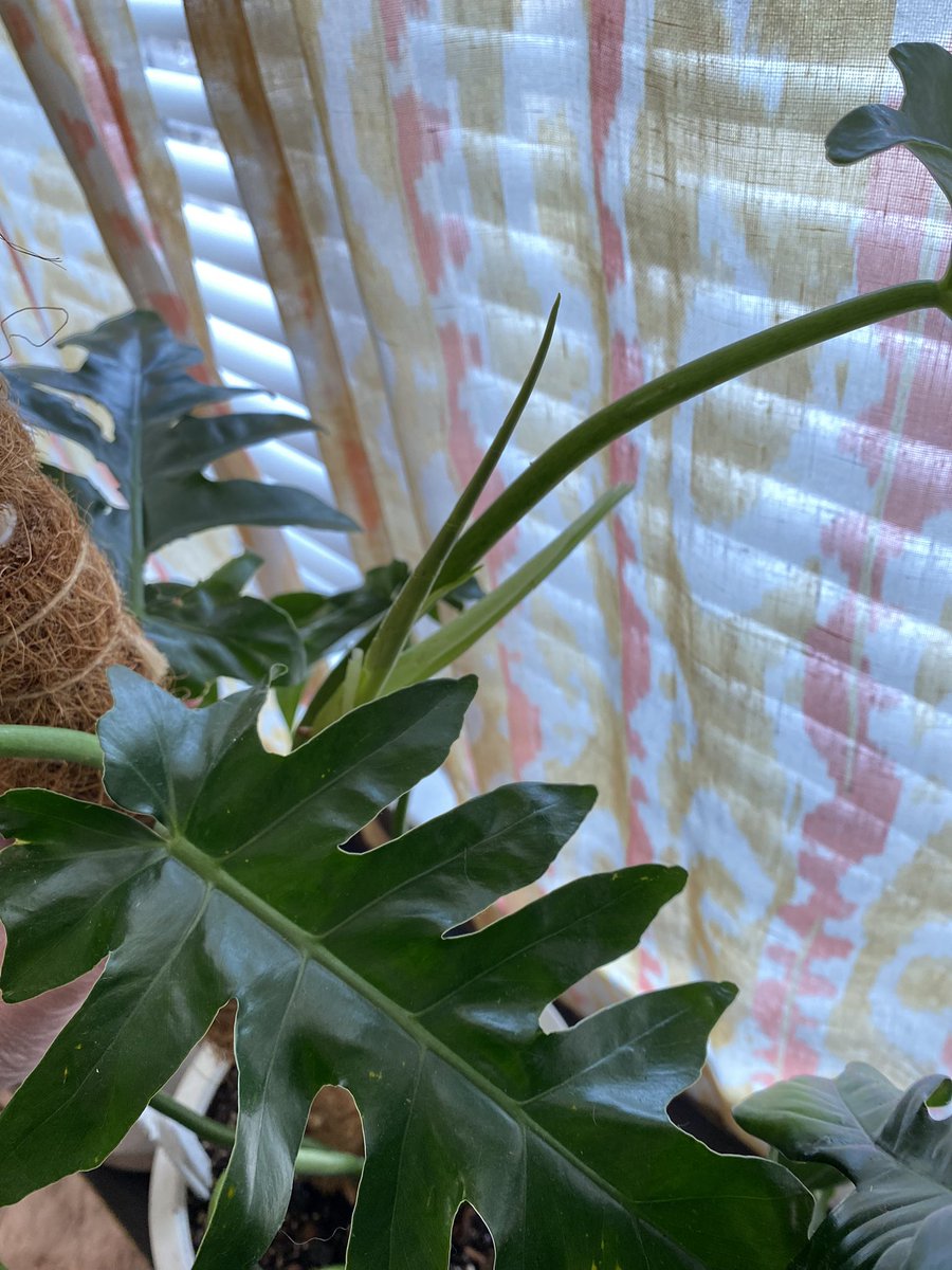 LightBringer50's tweet photo. #Pholodendron #BobCee how do I love thee? Reason #777 when he gives me a new mature leaf there’s always a baby in the sheath too! https://t.co/WyE1bpmjx2