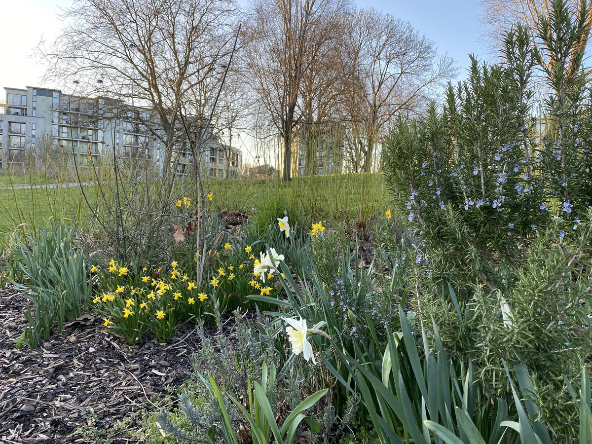 Heybournepark's tweet photo. #GrahameParkππͺ΄π³#Communitygardening Nice to see flowering Rosemary, daffodils and other flowers at the #Communityplot in #HeybournePark Welcome to join us for some maintenance work(weeding, pruning,mulching) tomorrow 11am-2pm (09/04/22) Location: #HeybournePark #NW9 #Barnet https://t.co/RBi9C56OFh
