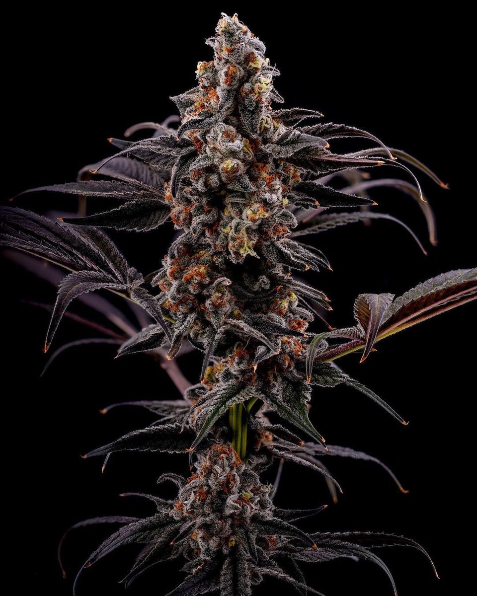 WeedGolD tweet media
