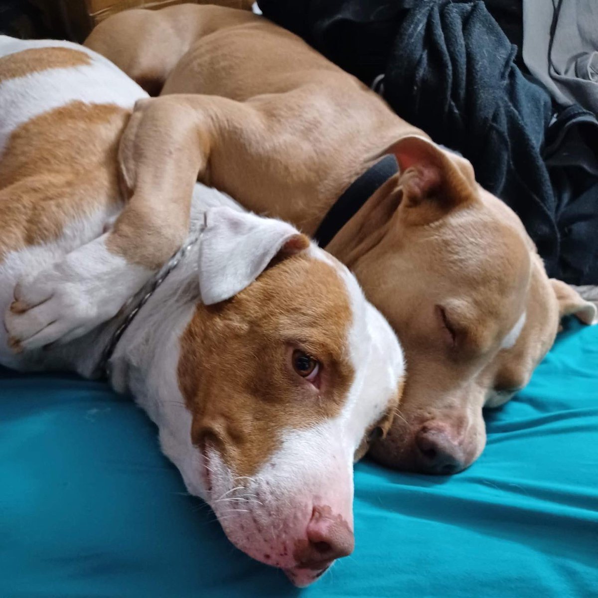AdoptMyBlock408's tweet photo. Happy Friday y’all #AdoptDontShop https://t.co/HwDjaVpzMz
