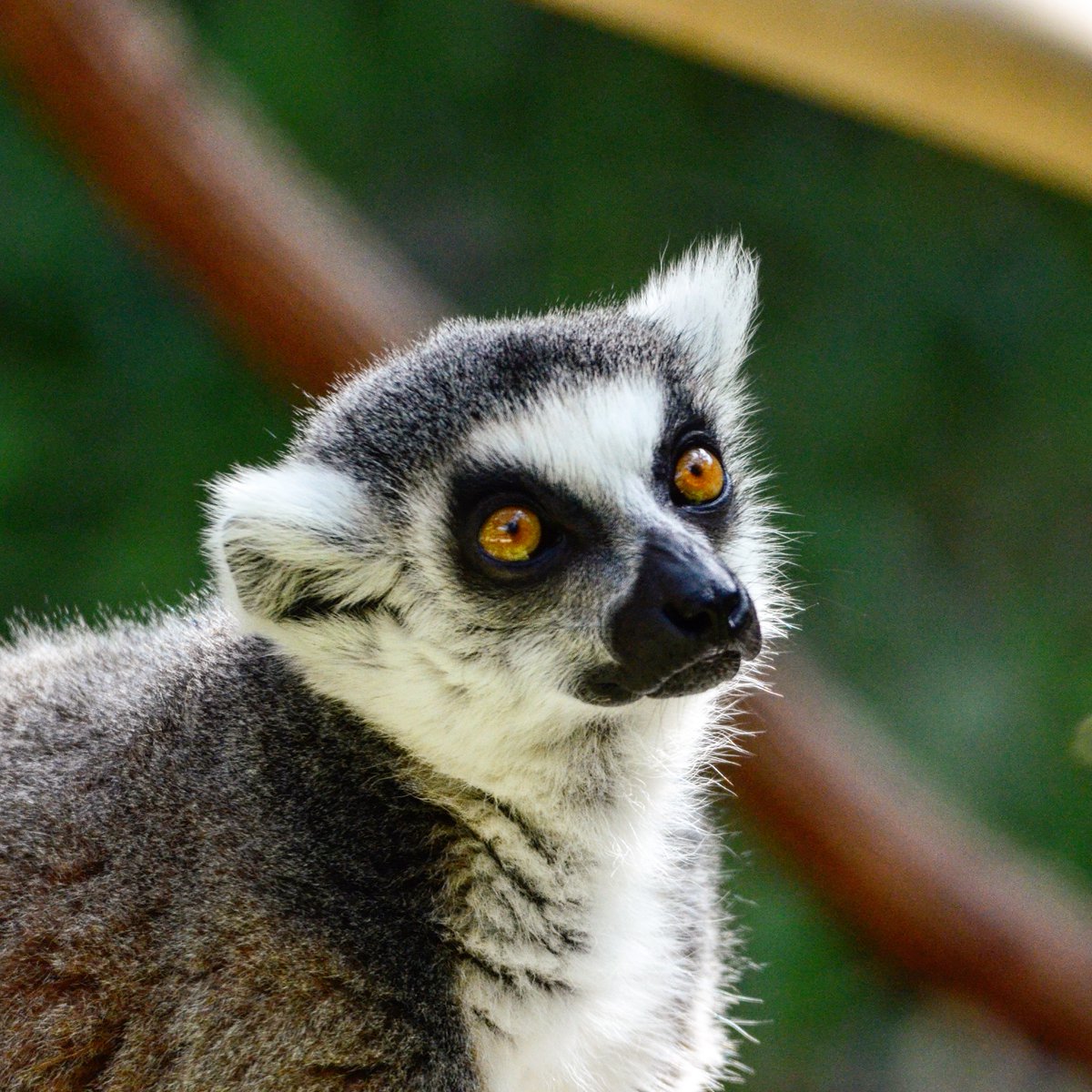 iswe_endo's tweet photo. Happy National Zoo Lovers Day!

Photo Credit: Tina Dow

#animals #wildlife #wildlifeconservation #conservation #science #animalwelfare #endocrinology #nature #biology #physiology #savingspecies #zoology #reproductivebiology 
#zooloversday2022 https://t.co/mCjwFLXMEs