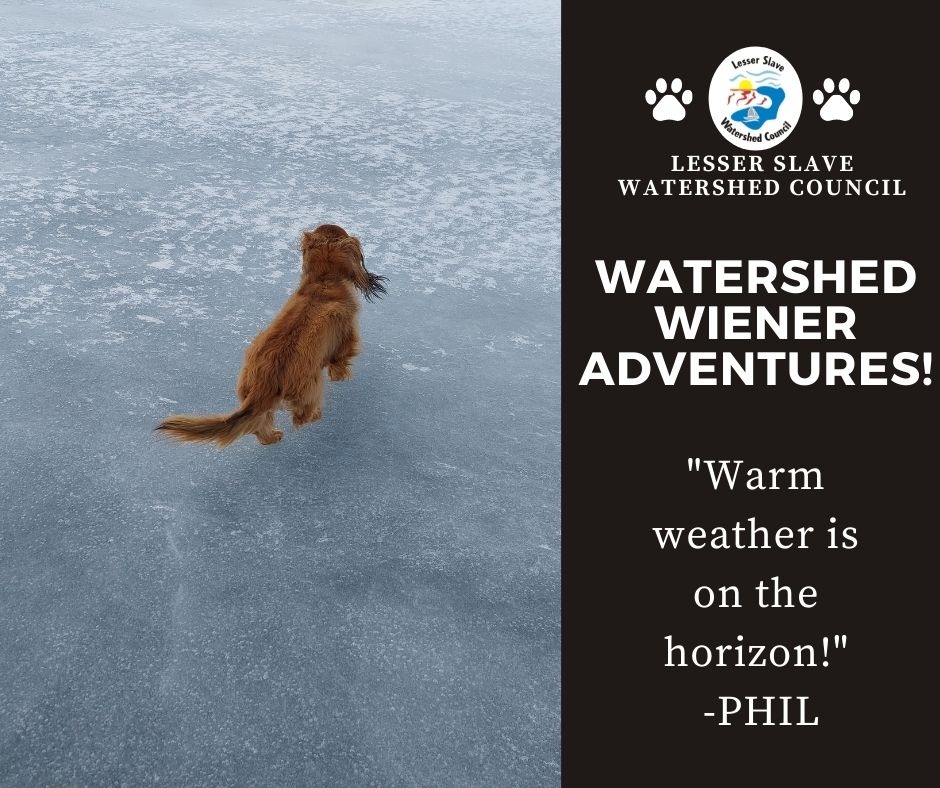 abLSWC's tweet photo. Watershed Wiener update! Happy Friday everyone! 
#abwater #watershedwiener #mascot #phildog #friday https://t.co/VuYghzrsb6