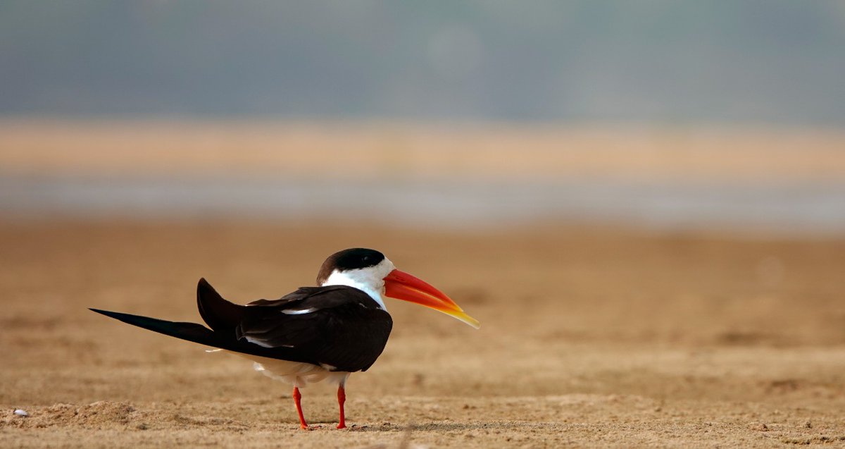 BNHSIndia's tweet photo. With less than 2,500 adult Indian skimmers left in the wild, they are clearly more endangered than tiger. As fluctuating water level submerge their nests and dogs eat their chicks, their survival is completely at our mercy. https://t.co/0hPGqeoS5b