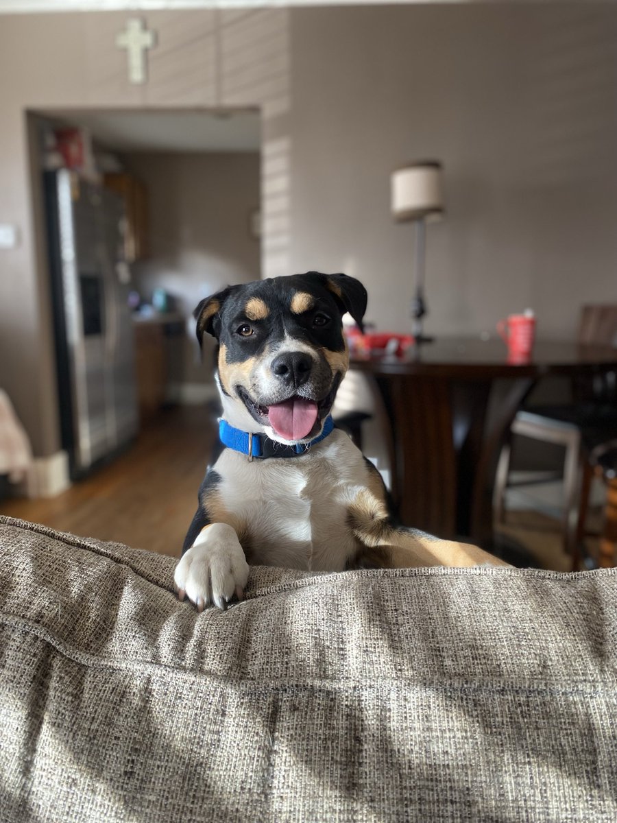 ninahoops4's tweet photo. @nmsu Enoch, the Aussie Bully mix ๐ถ #NMSUPets https://t.co/mBrXpBhShe