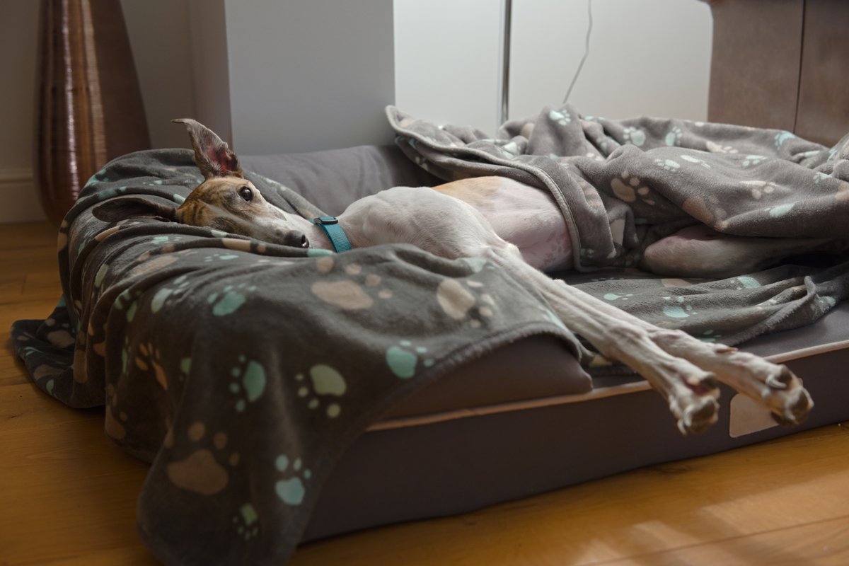 DogWalksNearMe's tweet photo. How to choose the right bed for your pet - we take a look at the options, here. 🐶💤

Link: https://t.co/ZrgYKnAcQg

#DogWalksNearMe #TheDogBlog #DogBed #Pets https://t.co/bDpfW572C9