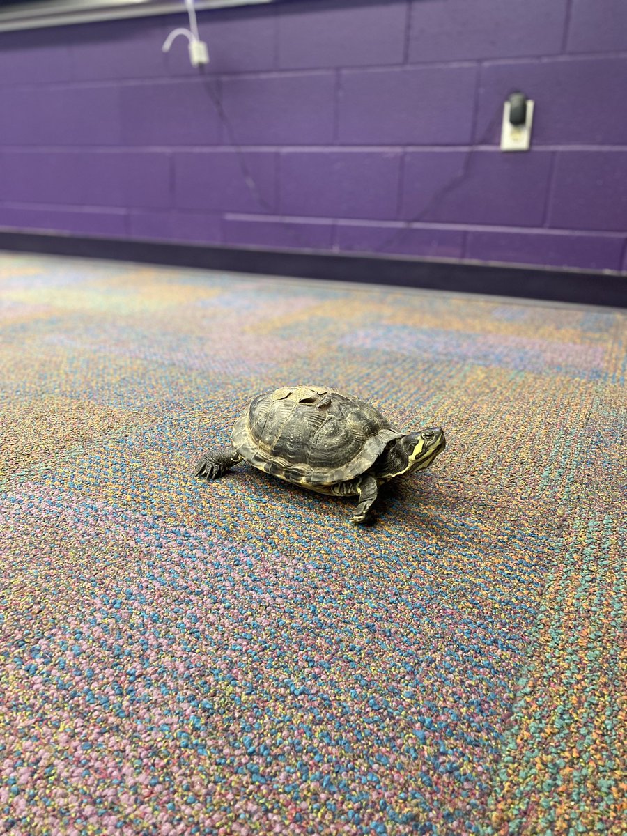 Does your science room have a pet turtle? <a href="/VillasElem/">Villas Elementary</a> <a href="/LeeSchools/">School District of Lee County</a>