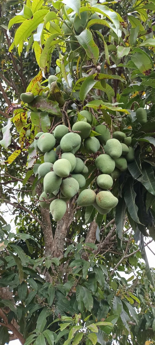 cairom's tweet photo. Mangos, perros y massss https://t.co/v1kyVw0kCf