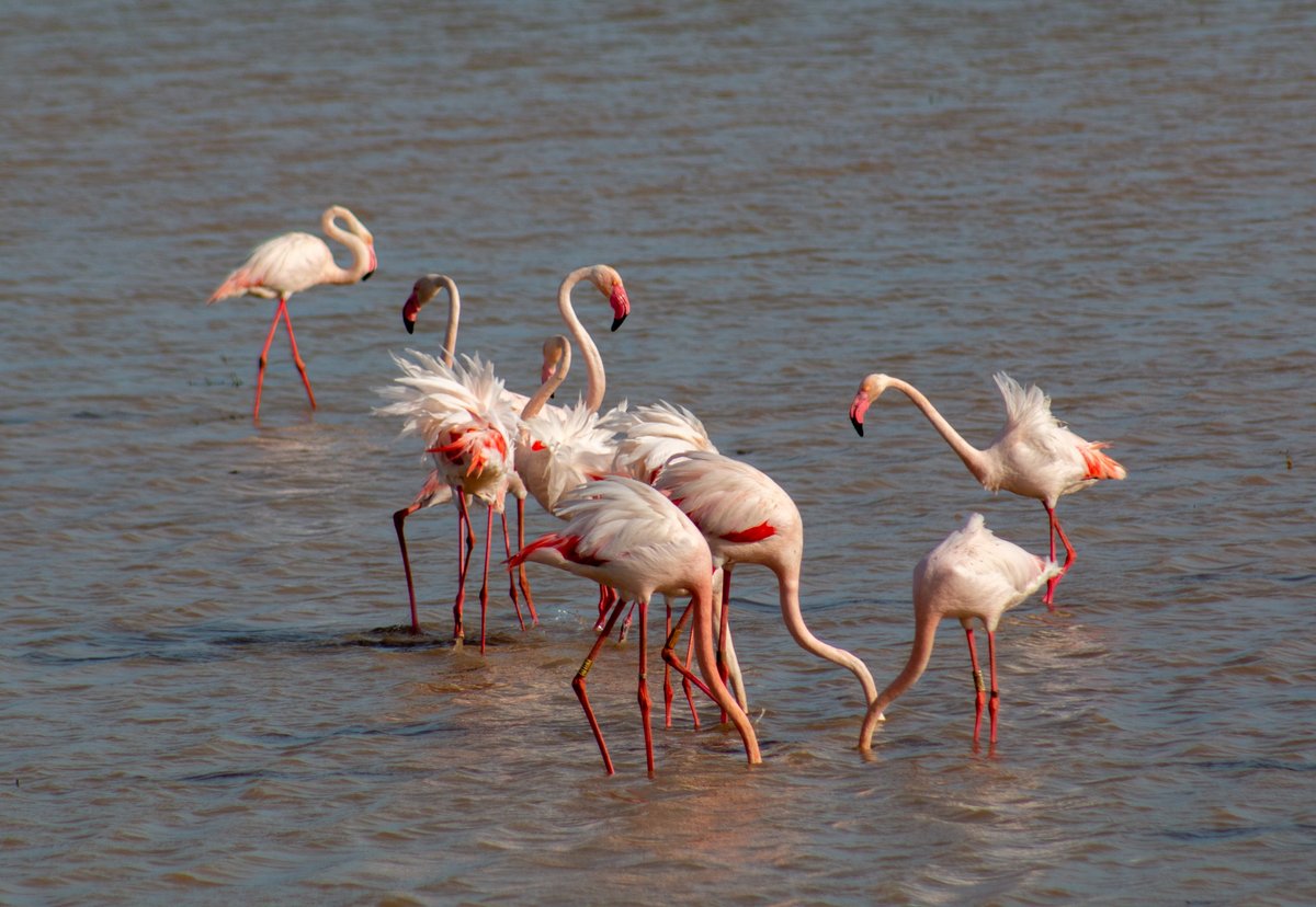 #Flamencos en #LagunadeLaJanda #RecuperaLaJanda @amigoslajanda @SEO_BirdLife @RevistaQuercus