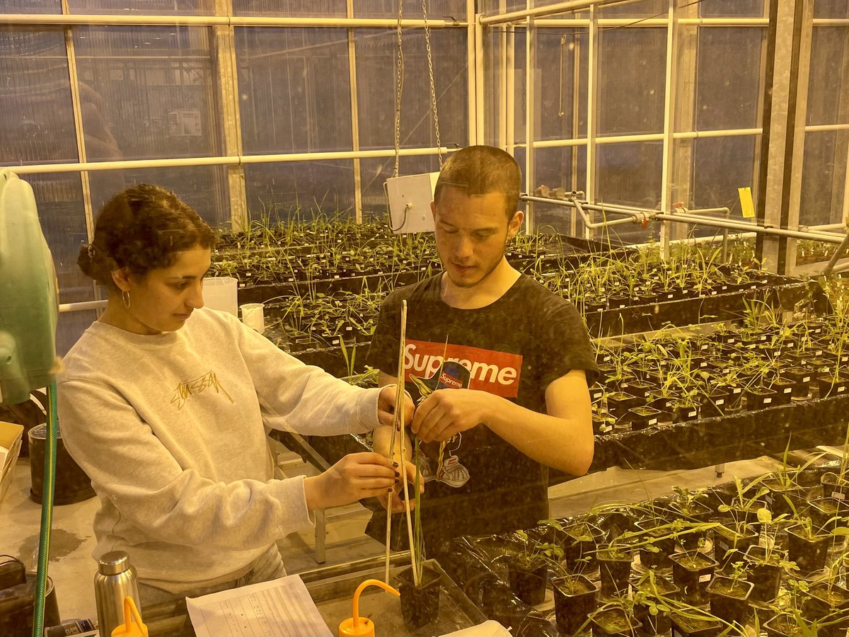 FangbinH's tweet photo. Such a tired but nice harvesting day! Working with @eileenende @Leo_Hinojosa_S, Hidde and Nigar. Well, looking forward to the weekeeeennnnd😌 https://t.co/99JcZztncW